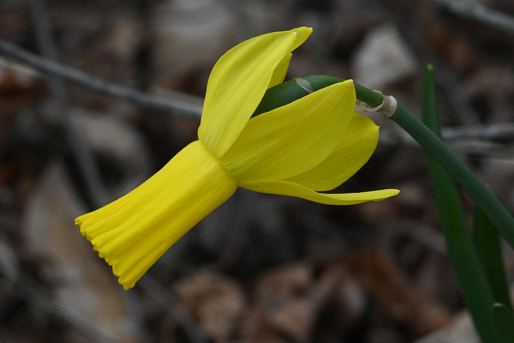 2025-04216388 Tower Hill Botanic Garden, MA.JPG - Daffodil. New England Botanic Garden at Tower Hill, MA, 4-21-2025